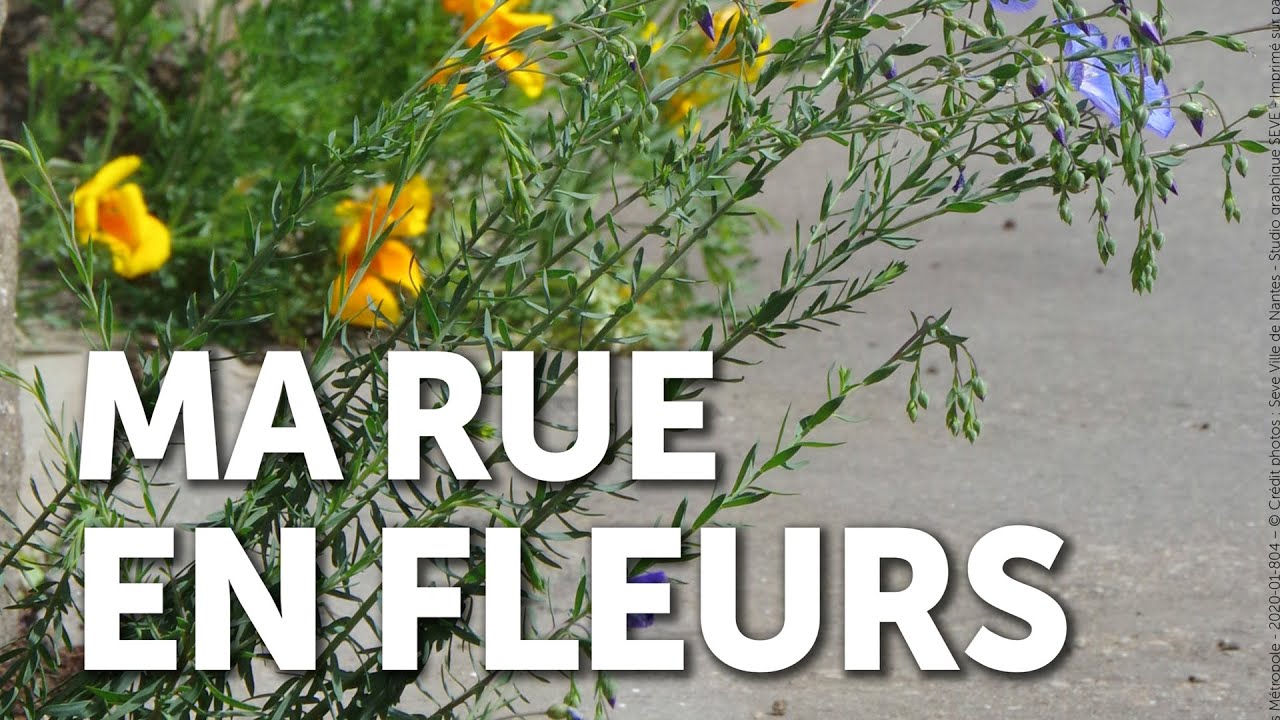 Ma rue en fleurs - YouTube