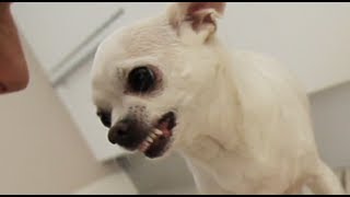 Evil Chihuahua HATES ME!!! screenshot 4