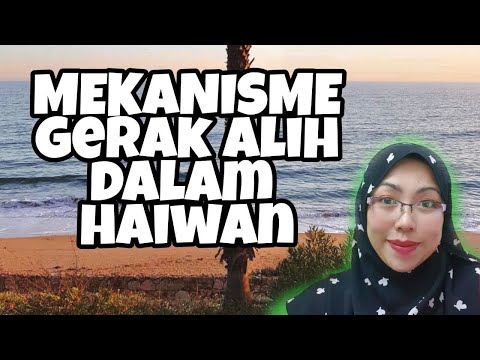 Video: Cabaran Diagnostik Dalam Amalan Veterinar - Fikirkan Kuda, Bukan Zebra