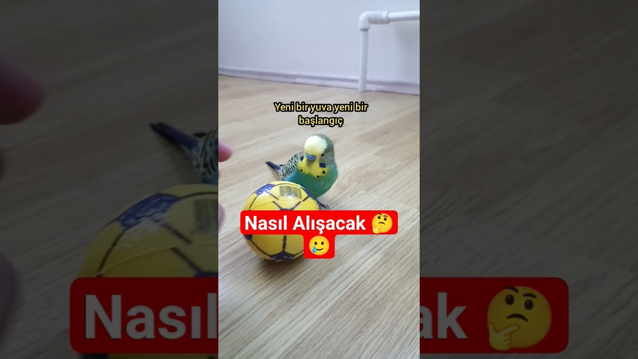 Muhabbet Kuşu Yeni Sahibine Alışması: Bilimin Işığında İlginç Gerçekler! 🧠🐦 #muhabbetkuşu #birds