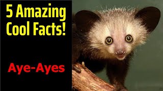 5 Fascinating Facts About Aye-Ayes