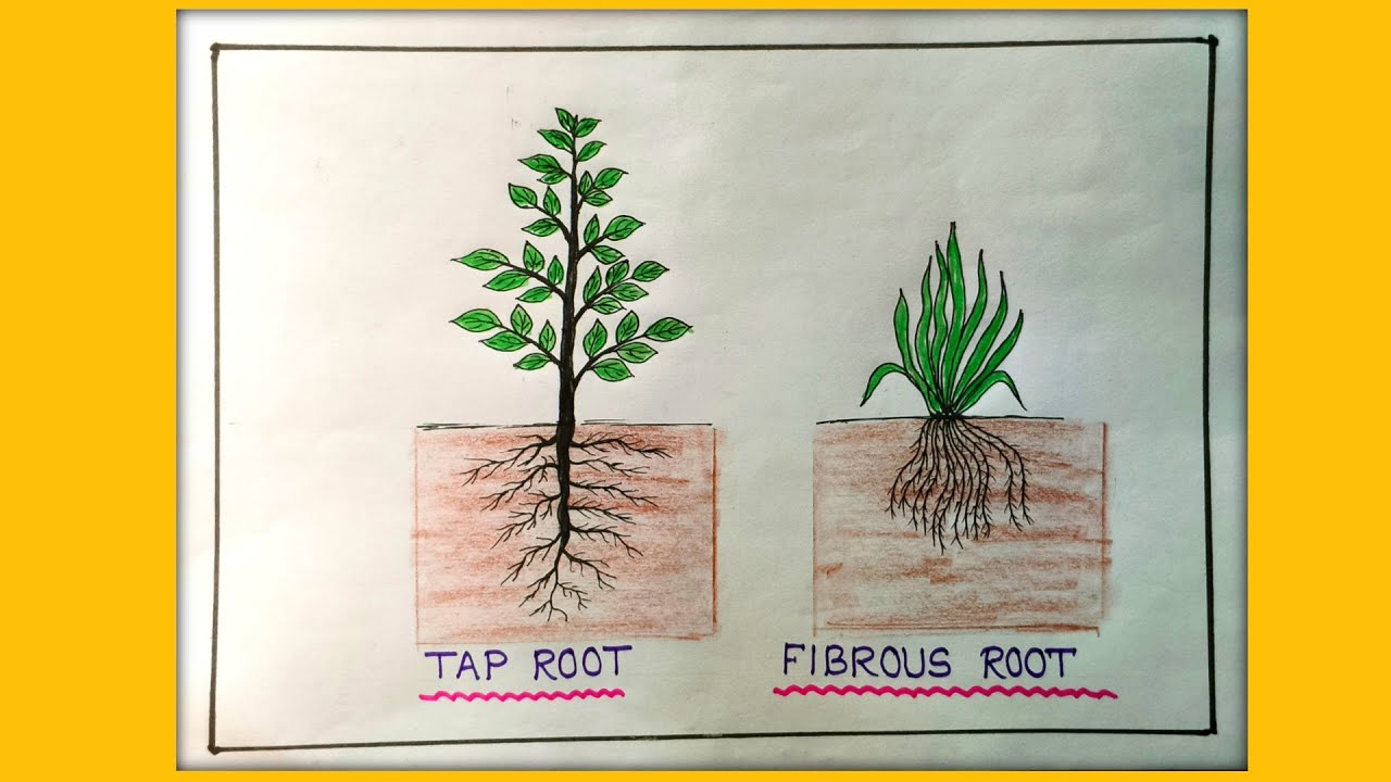 taproot and fibrous root drawing/how to draw roots of a plant/types of ...