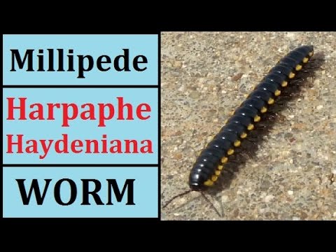 Millipede Harpaphe Haydeniana Night Train Cyanide Worms for Kids Children Yellow Spotted Maravattai