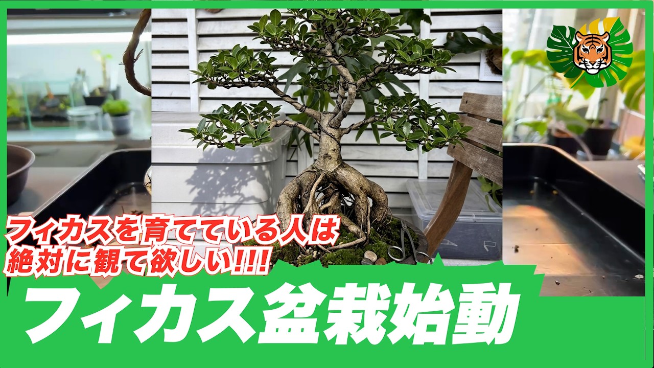New Genre] Launching Ficus Bonsai (x AI)! I Was Planning on Caudex