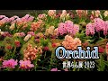 4k orchid international orchid and flower show 2023 2023 4k orchid