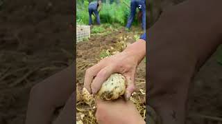 Panen bawang putih di kebun dengan hasil yang sangat memuaskan #shorts