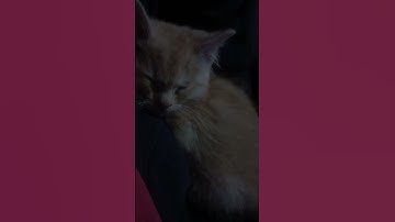 عبد الرحمن مسعد أَوَلَمْ يَرَوْا أَنَّا نَسُوقُ الْمَاءَ إِلَى الْأَرْضِ الْجُرُزِ سورة السجدة