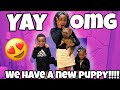 WE HAVE A NEW PUPPY!!!!!!!!