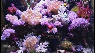 Nano Reef 90 litros. mi pequeño arrecife de coral.