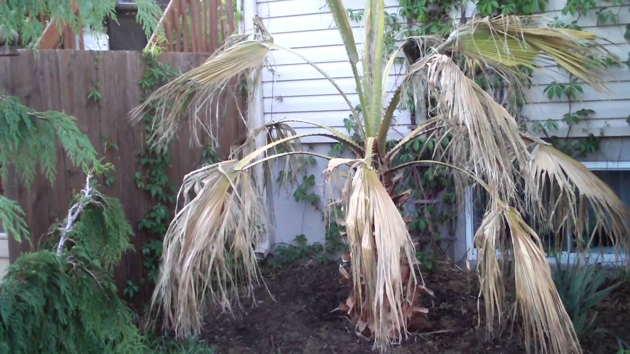 WASHINGTONIA ROBUSTA WITH TRANSPLANT SHOCK RESULT YouTube