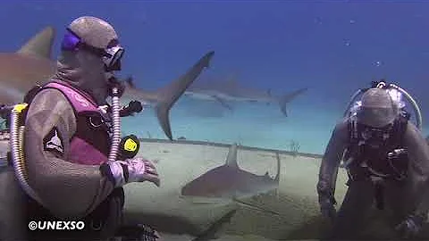 Jill Smith Shark Feeder 9 August 2017 Bahamas