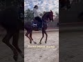 Arabian Horse Dancing Riding Practice By Beautiful Lady Arabianhorse Galloping Horsedancing