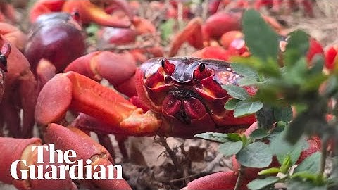 Millions of red crabs migrate across Christmas Island