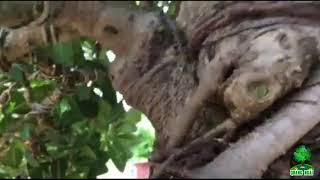 Cây Cừa Nhật Bonsai, Bám Đá Vip