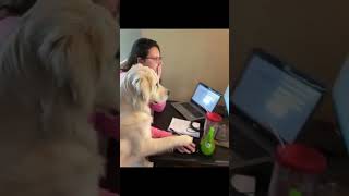 DOG IS TRYING HIS HARDEST TO HELP THE HUMAN VOICEOVER!! 😂😂😂
