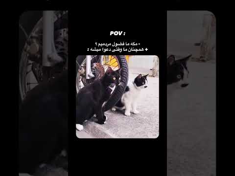 همینه هااا هرکی بگه نه از ما نیست حیوانات فان خنده دار  