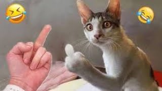 New Cute and Funny Animals 2024 🤣 Funniest Cats and Dogs Videos #37