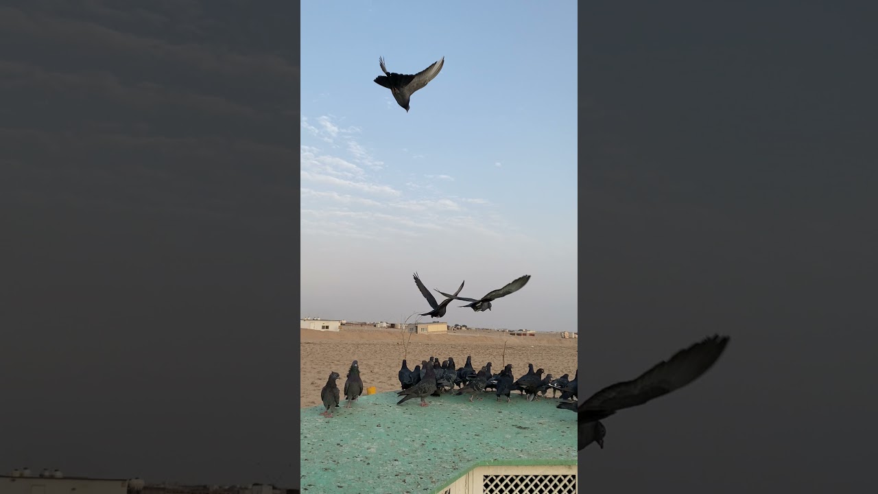 بدوات. حمام المعجل ام اللم