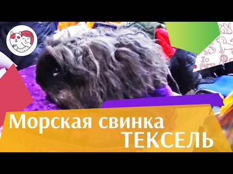 Морская свинка тексель на ilikepet. Особенности породы, уход