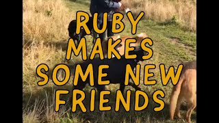 Ruby makes some new friends | Ruby (Sofia the supermomma) from Takis shelter