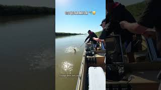 Это целая акула😂🦈 И это еще не самая большая рыба, которую можно вытащить)) #fishing#travel