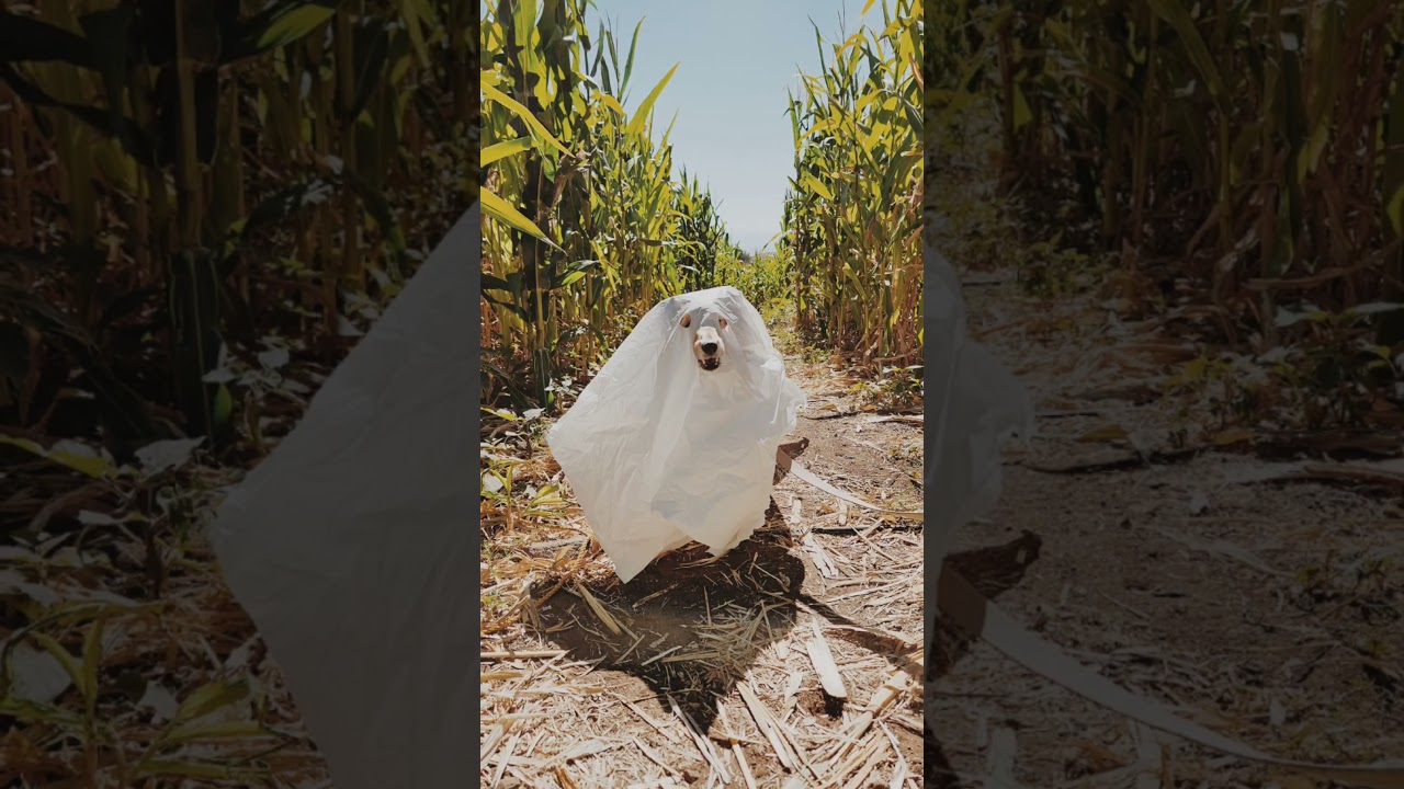 Omg the last one 🥺👻 