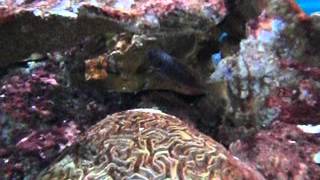 Yellow Tail Parrotfish 2