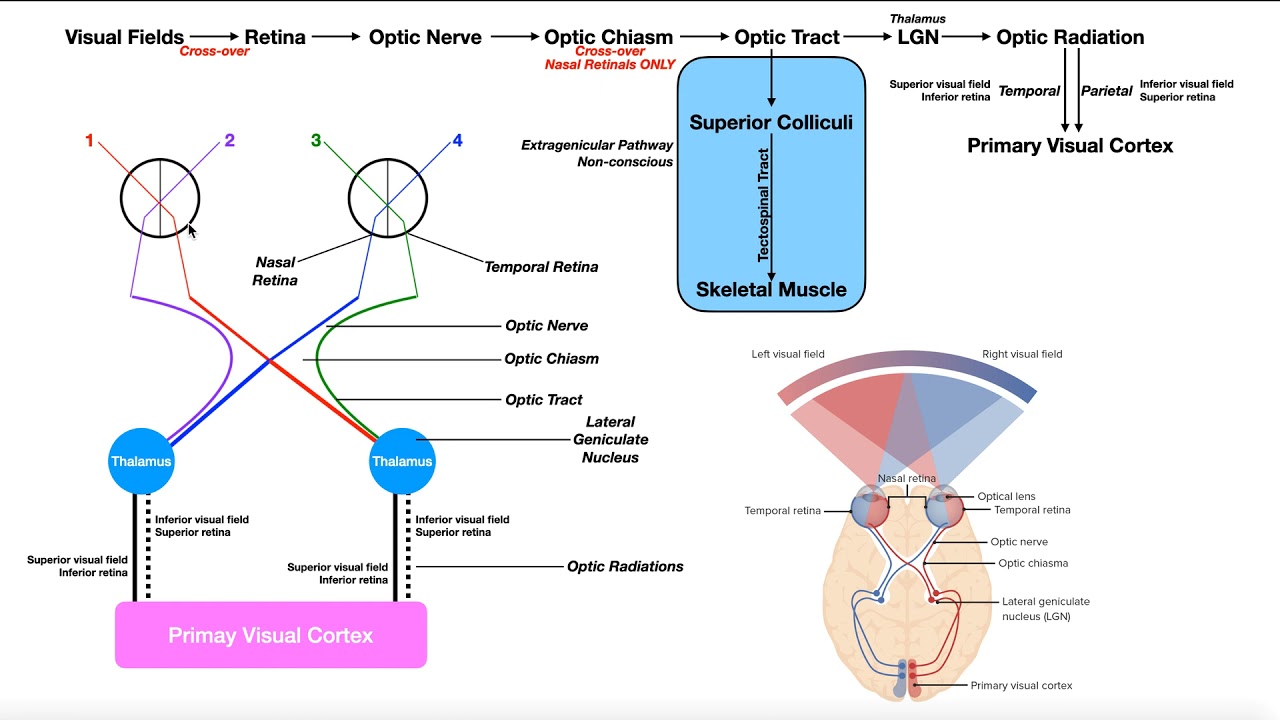 Examination Innovation belongs that conductor includes live ISEE check provision