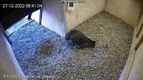 PKiN Warszawa PL - Varso or Skalski and Mom Giga with visit in the nest - 2022 12 27 08 39(r.t.)