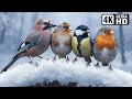 Beautiful Birds In Winter Nature S Most Exquisite Birds For Ultimate Relaxation Calm Time