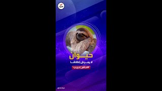 عالم غريب | لماذا لا يمرض حيوان الكسلان على الإطلاق؟