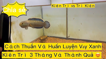 Cách Thuần Hoá Vây Xanh , Luyện Vây Xanh | Kiên Trì Thôi Anh Em Ạ