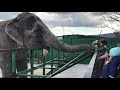 Посетители Тайгана радостно угощают слониху Дженни! Taigan visitors are happy to treat the elephant!