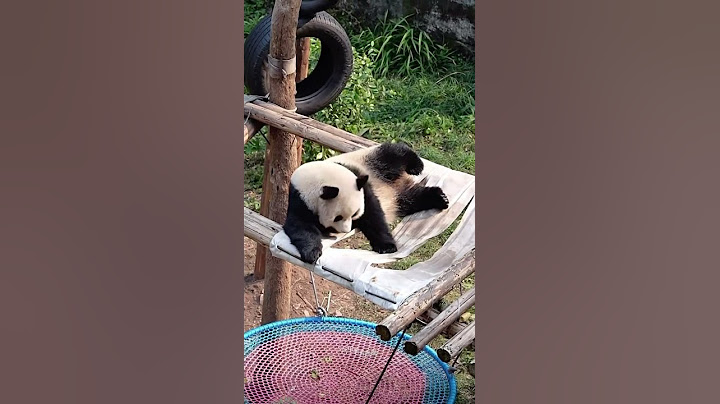 胖胖的生日，调皮的灵魂 #大熊猫 #解压 #panda #funny