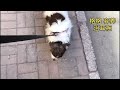 今日在医的宝贝  格格 Dog rescue in China   20220430