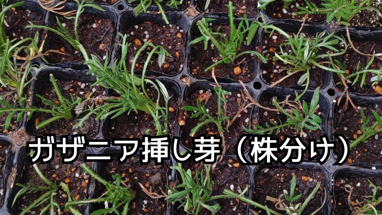 0426　ガザニアの株分けというか挿し芽というか。しました。