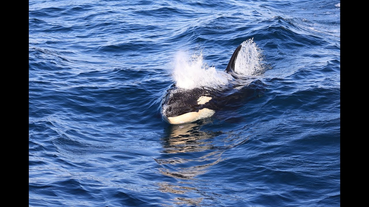 この日 マッコウクジラもシャチも見れました 知床 羅臼ネイチャークルーズ 19 6 3 Youtube