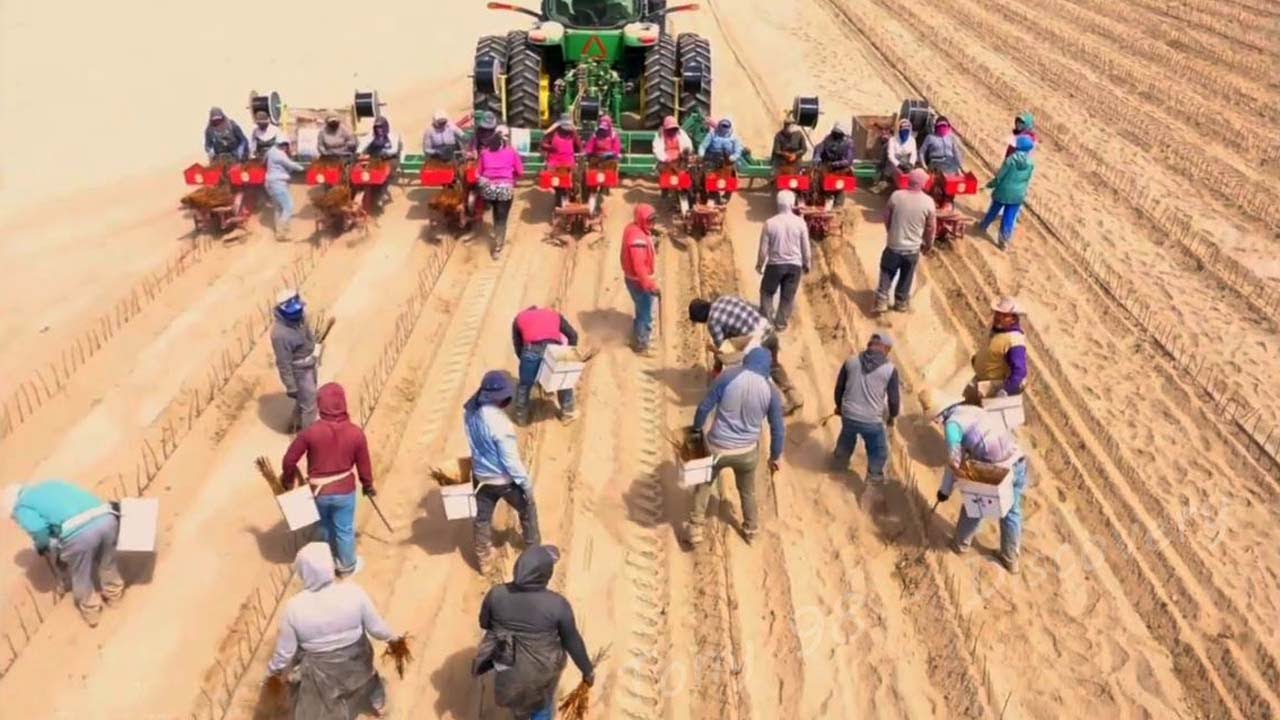 Farm Jobs That Americans Never Do American Farming YouTube