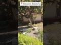 Resort in Gir #gir #girdiaries #devaliya #girnationalpark #shortsfeed #ytshorts #travel #viral