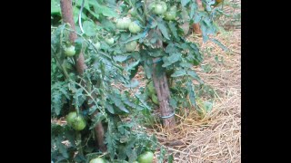 Méthode préventive et curative contre le mildiou de la tomate - Bicarbonate de soude