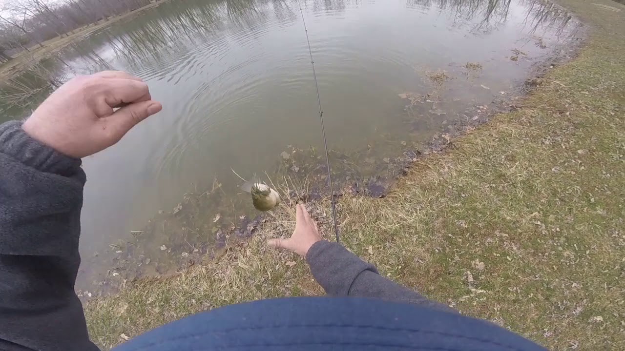 Pond fishing in Lynchburg YouTube