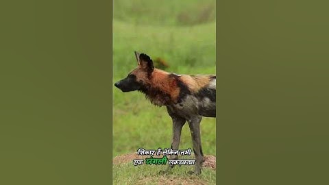 🐶PITBULL vs HYENA😱 "BATTLE OF STRENGTH"🔥#happysbully444 #pitbull #doglover #pets #dog #shorts
