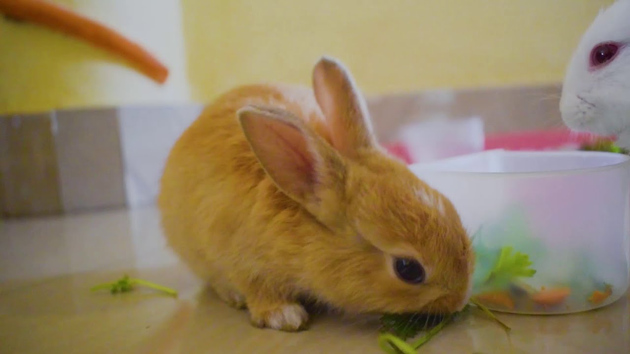 Cute funny rabbit videos | Cute Rabbits | Funny Baby Rabbits - YouTube