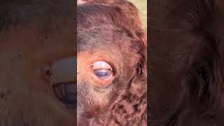 New Baby! #cows #animals #bull #cattle #newbaby #farm #youtubeshorts #viral