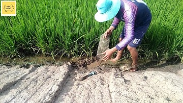 Đặt Lợp Ếch Theo Bờ Sáng Cái Nào Cũng Chạy // catch frog // HỌC VLOG