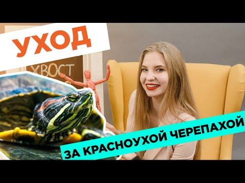 Как ухаживать за красноухой черепахой маленькой в домашних условиях