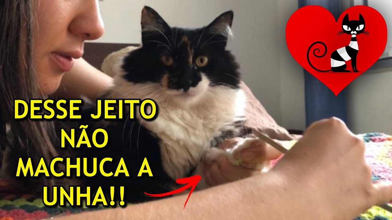 COMO CORTAR A UNHA DO GATO Cortamos As Unhas Da Pandora YouTube