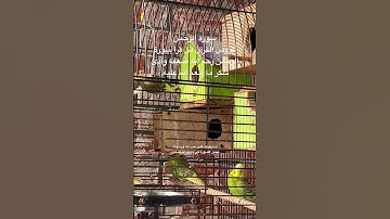 #سورة_الرحمن #قرآن #عبدالباسط_عبدالصمد #مصر #العراق #اكسبلور #طيور #البادجي #quran #birds #budgies