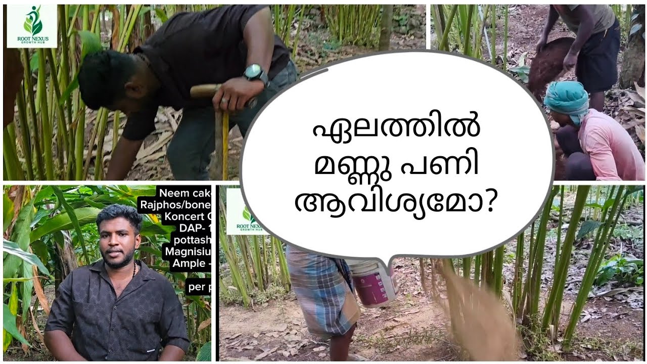 ഏലത്തിൽ മണ്ണു പണിക്കു മുന്നേ അറിഞ്ഞിരിക്കേണ്ടത് എന്തല്ലാം?December month cardamom #cardamom #idukki 