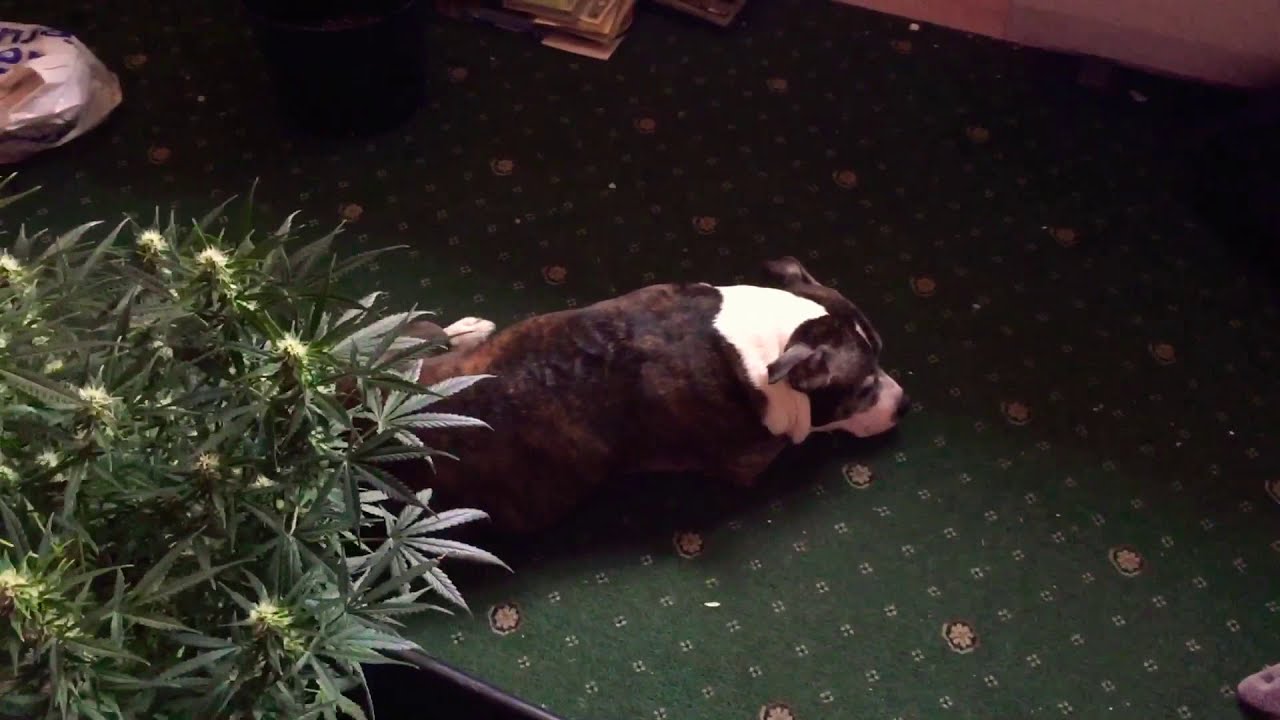 Critical mass Auto.. Day 49.